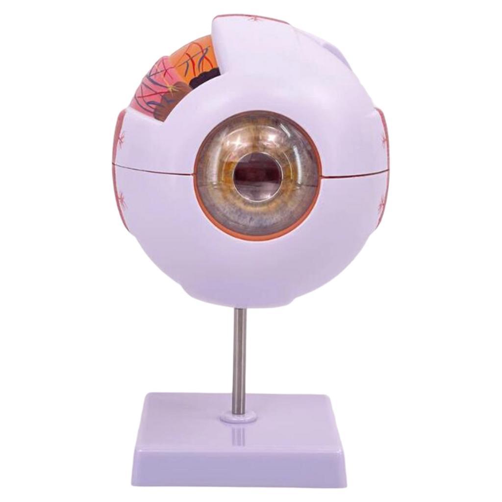 Science Exhibition Models - Human Eye Anatomical Model Enlarged Eyeball