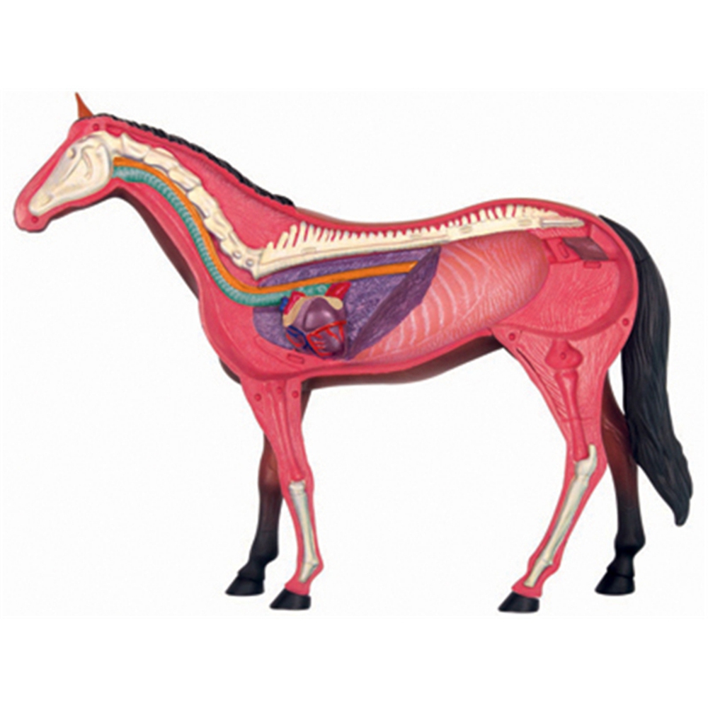 Animal Organ Anatomy Model 4D  - огляд і ціна Science Toys Diy