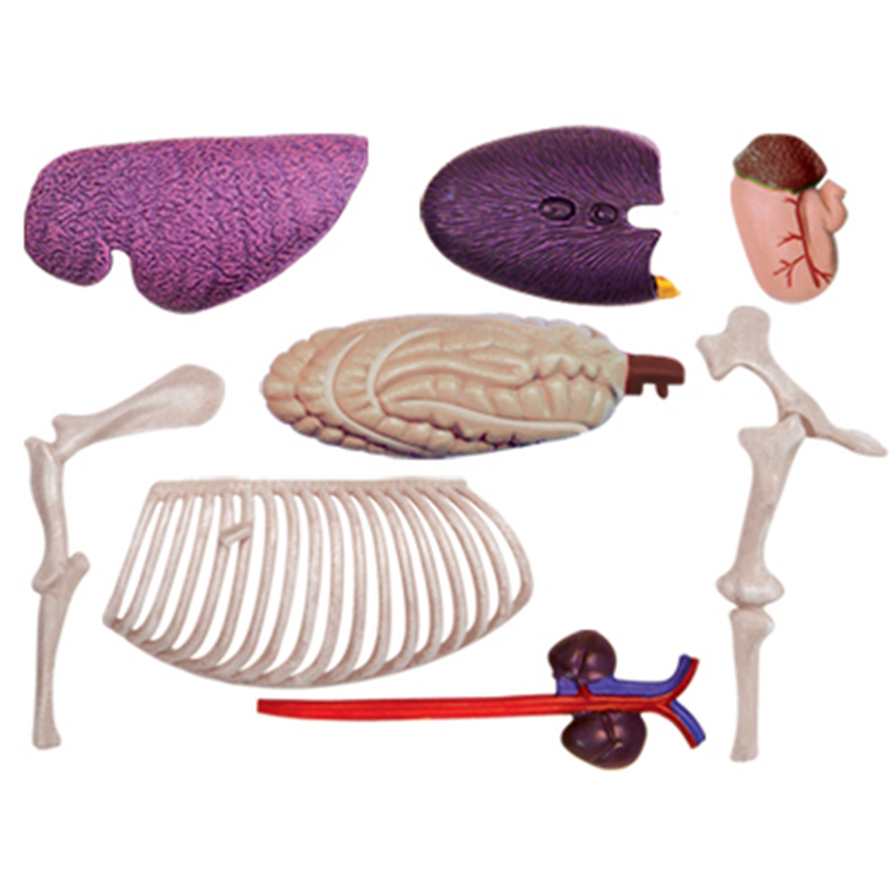 Animal Organ Anatomy Model 4D  - огляд і ціна Science Toys Diy