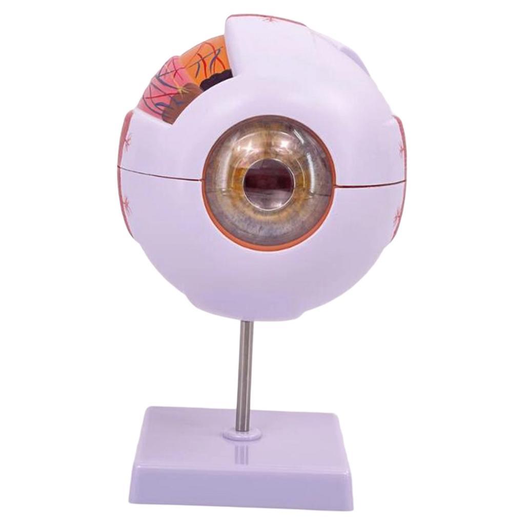 Human Eye Anatomical Model Enl - огляд і ціна Science Exhibition Models