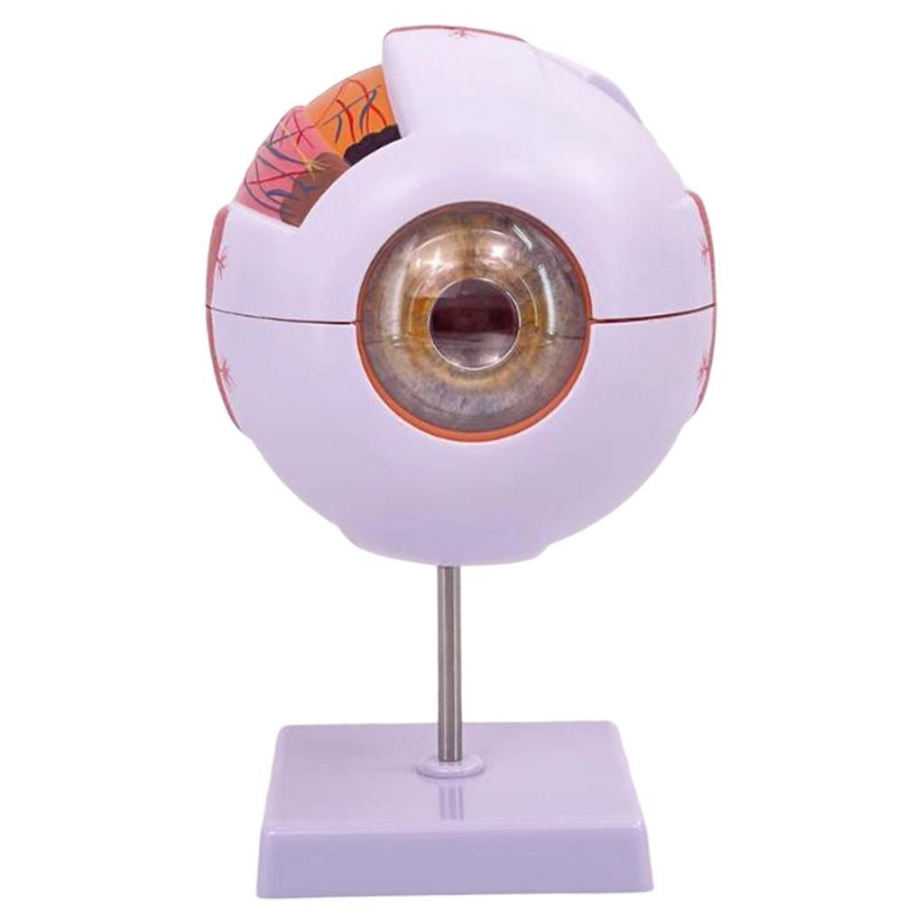 Human Eye Anatomical Model Enl - огляд і ціна Science Exhibition Models