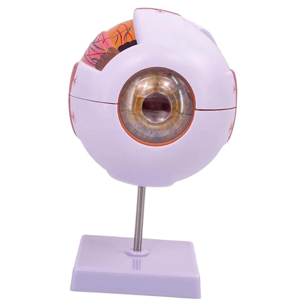 Human Eye Anatomical Model Enl - огляд і ціна Science Exhibition Models